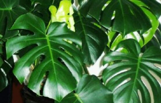 誤食龜背竹葉子怎么辦，第一時(shí)間去醫(yī)院積極治療(中毒較深)