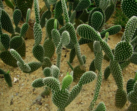 仙人掌沒根能活嗎，能活/傷口消毒晾干、重新移植上盆