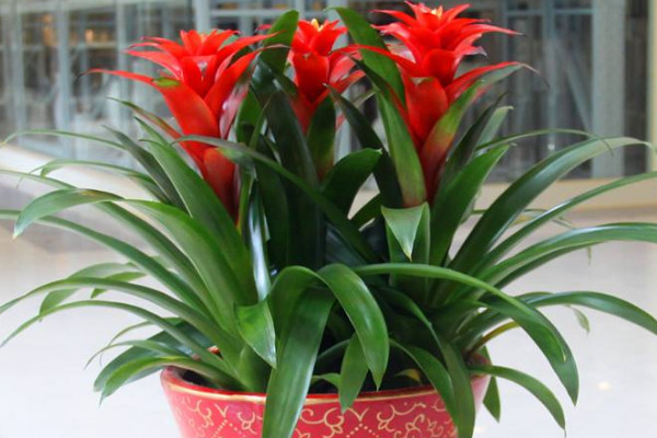 鴻運當(dāng)頭爛根怎么修剪