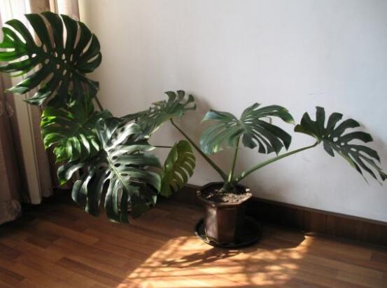 家里養(yǎng)龜背竹好嗎，吸收甲醛、凈化空氣、招財(cái)增壽