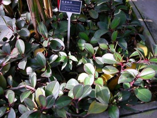 紫邊碧玉怎么養(yǎng)，七個(gè)基本方法教你養(yǎng)殖好