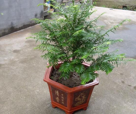 如何養(yǎng)紅豆杉，土壤要豐富營養(yǎng)/肥水相結合