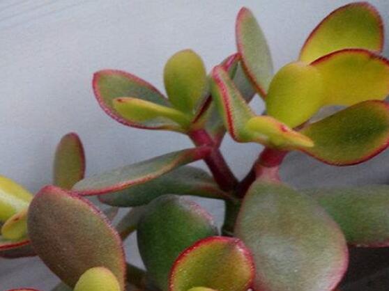 玉樹葉子發(fā)黃怎么補救，教你三種最直接有效的補救方法