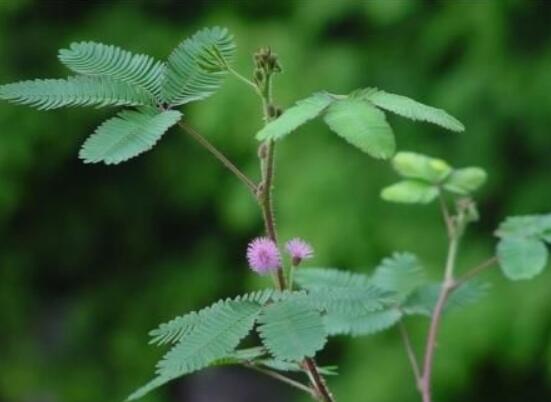 含羞草對(duì)人體有害嗎，微毒無(wú)害/美化家居、凈化空氣