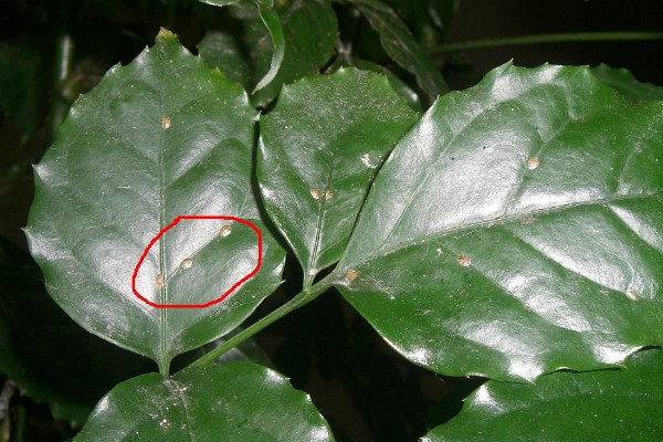 幸福樹上有白色絮狀物怎么辦，修剪后噴灑藥劑