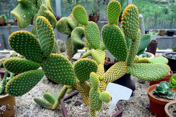 仙人球和仙人掌的區(qū)別，是同一科屬的兩個不同的品種