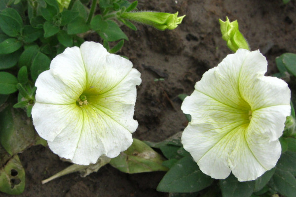 牽牛花的根系發(fā)達(dá)嗎