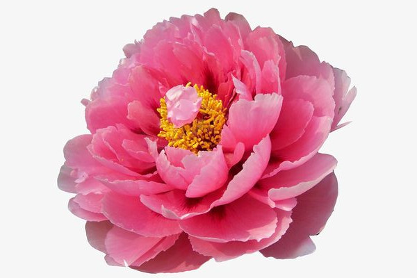 牡丹根沒(méi)須根怎么種植