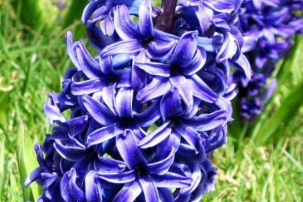 風(fēng)信子是花嗎