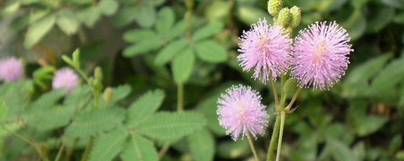 含羞草春天會(huì)發(fā)芽嗎