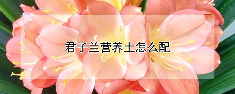君子蘭營養(yǎng)土怎么配