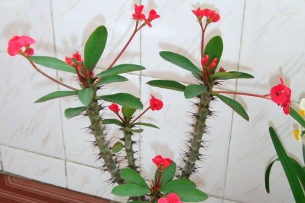 虎刺梅的病蟲(chóng)害防治，如何防治虎刺梅患病蟲(chóng)害