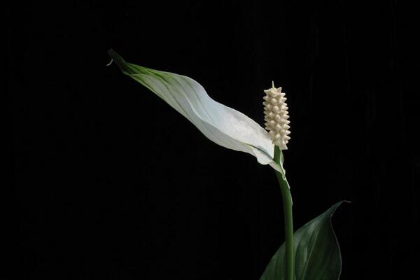 一帆風(fēng)順花可以放在臥室里嗎，可以放在臥室但要注意幾點(diǎn)