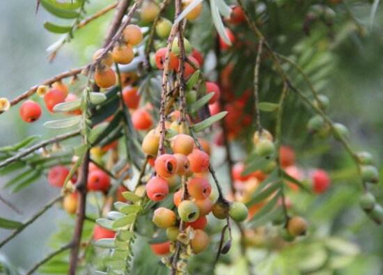紅豆杉的藥用價值，盤點(diǎn)紅豆杉六大藥用價值