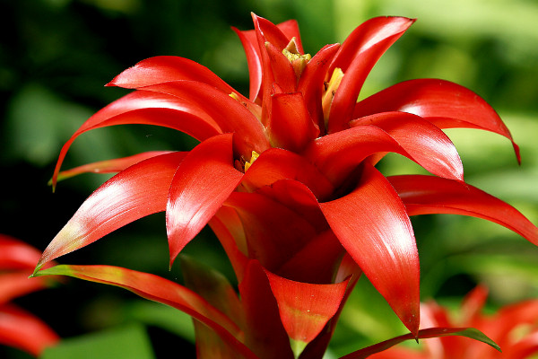 鴻運當頭怎樣養(yǎng)才能紅