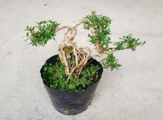 提根六月雪怎么養(yǎng)好，教你六個步驟造型更加美觀