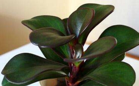 紫邊碧玉怎么養(yǎng)，七個(gè)基本方法教你養(yǎng)殖好