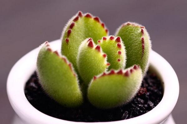 剛買的熊童子怎么養(yǎng)，讓植株盡快適應(yīng)環(huán)境才是最關(guān)鍵的