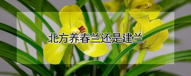 北方養(yǎng)春蘭還是建蘭