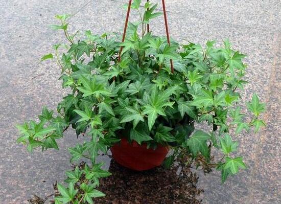 常春藤怎么養(yǎng)長得快，常春藤的養(yǎng)殖方法