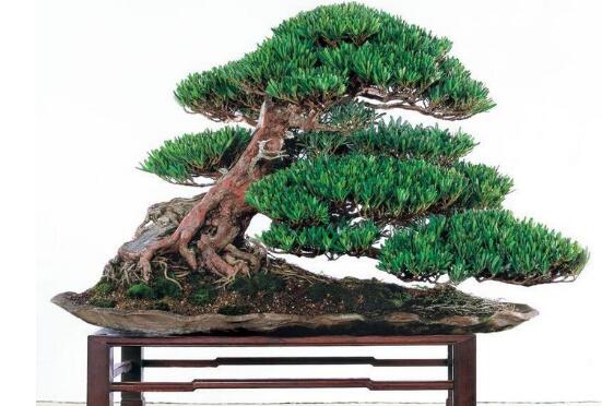 盆栽羅漢松怎么養(yǎng)，盆栽羅漢松養(yǎng)殖方法