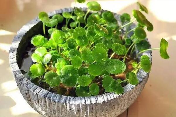 銅錢草焉了咋辦，根據情況來進行補救