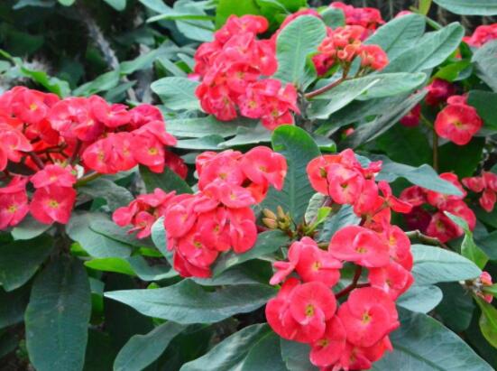 虎刺梅冬天養(yǎng)殖的禁忌，做好四個(gè)要點(diǎn)便可安然過冬