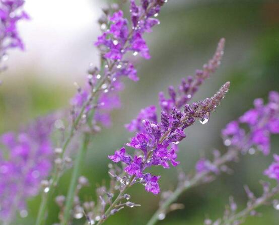 薰衣草的花語是什么，代表著心心相印、愛情的等待