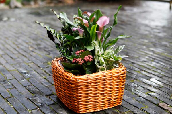 馬蹄蓮插花瓶能養(yǎng)多久，養(yǎng)護(hù)得當(dāng)可保存半個(gè)月以上