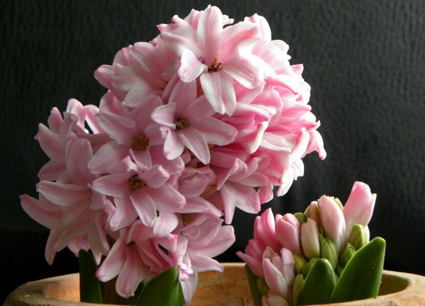 風(fēng)信子可以用水養(yǎng)嗎，可以/但是要注意及時換水和補充營養(yǎng)