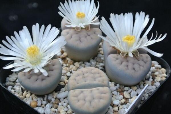 生石花什么時(shí)候開(kāi)花，夏秋兩季開(kāi)花（花期比較短暫）