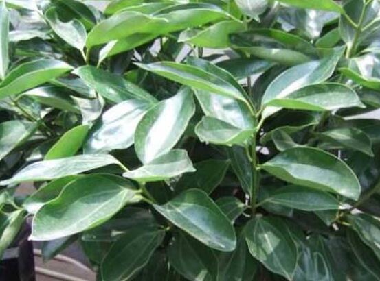 平安樹葉子發(fā)黑是怎么回事，三種原因以及解決方法