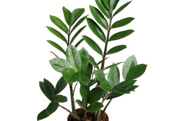 金錢樹一年能長(zhǎng)多高