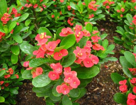 虎刺梅花能開多長(zhǎng)時(shí)間，一年365天均可開花(春夏秋冬)