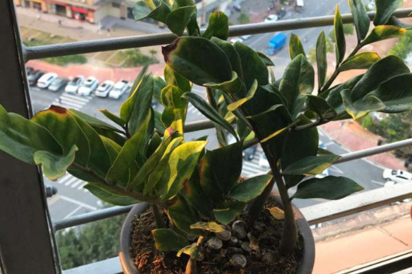 金錢樹水培轉(zhuǎn)土怎么弄