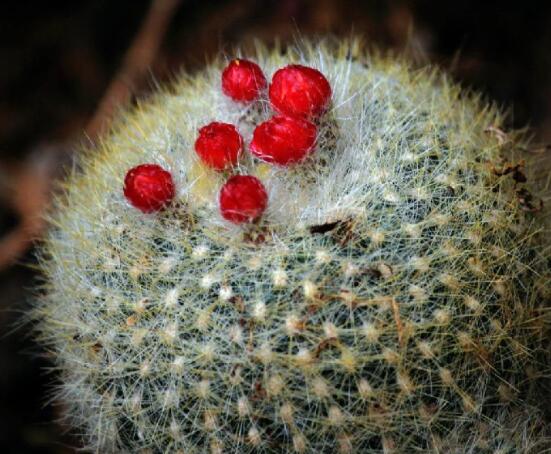 家里放仙人球是吉是兇，化解煞氣、安居樂業(yè)(吉兆)