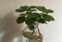 碰碰香怎么水培，只需簡單幾步就可以完成水培