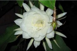 曇花種子怎么種，曇花種子的種植步驟詳解