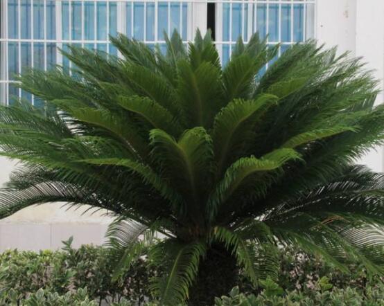 鐵樹葉片彎曲變形的原因和解決方法，教你三種最直觀有效措施