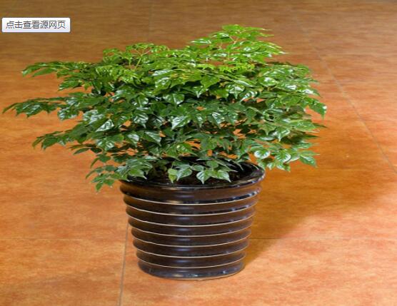 幸福樹不長葉子怎么辦，做好這四點(diǎn)可生長的茂盛碧綠