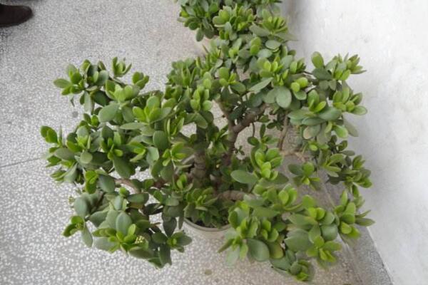 燕子掌可以凈化空氣嗎，凈化效果非常明顯