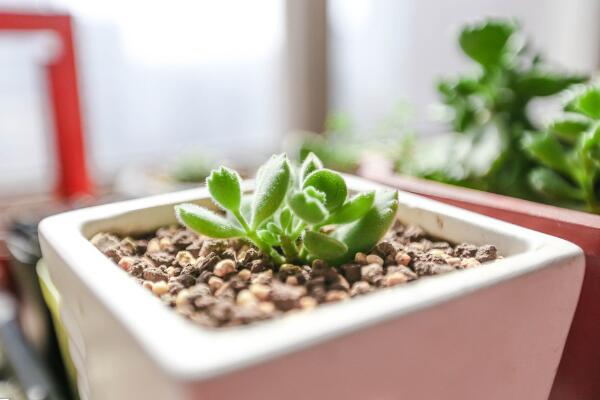 熊童子剛種要澆水嗎，等到土壤變干之后才能澆水