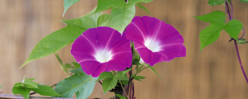 牽?；荛L(zhǎng)多高