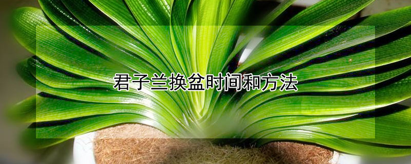 君子蘭換盆時(shí)間和方法