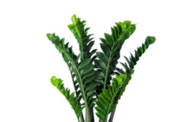 金錢(qián)樹(shù)什么時(shí)間開(kāi)花