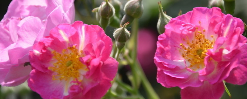 薔薇花是什么季節(jié)開的