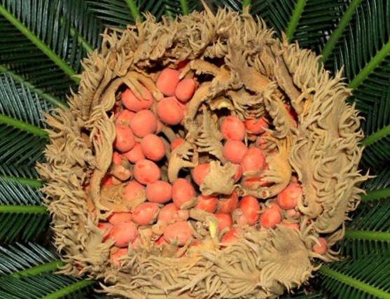 鐵樹果的功效與作用，化濕降濁、健脾和胃、去痰止咳