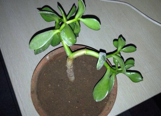 玉樹怎么扦插，玉樹扦插方法圖解(存活率100%）