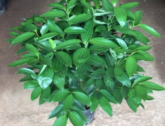 平安樹圖片，平安樹開花圖片