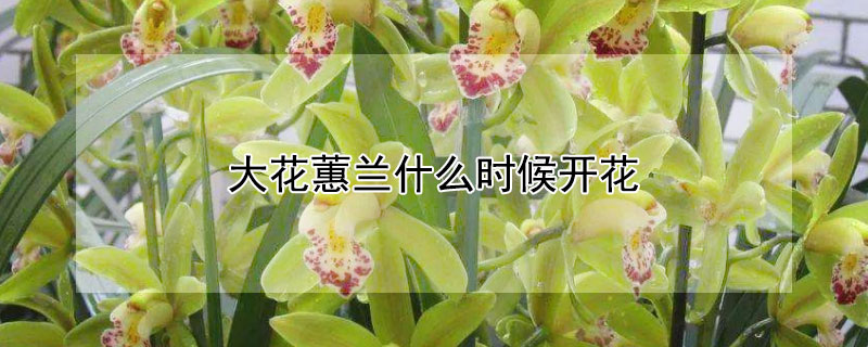 大花蕙蘭什么時(shí)候開花